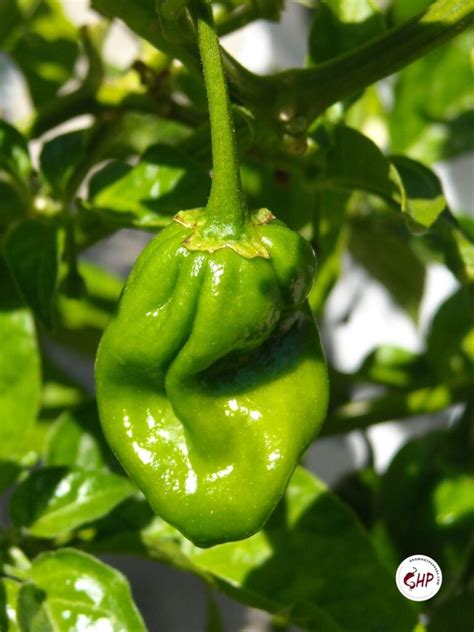 When To Pick Habaneros 3 Best Ways To Store Peppers Grow Hot Peppers