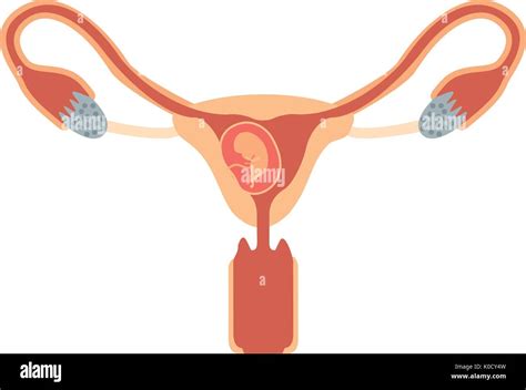 Color Silhouette Of Female Reproductive System Ovaries With Fetus Human