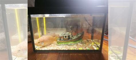 Аквариум с рыбкой и украшениями купить в Москве | Животные и зоотовары ...