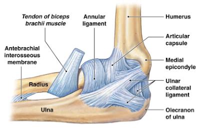 Elbow Joint Anatomy