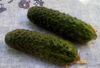 Огурец Темп F1: описание сорта с фото Отзывы Посадка и уход