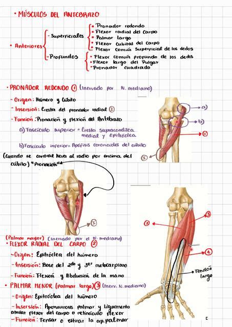 M Sculos Del Antebrazo Micaela Telchi Orce Udocz