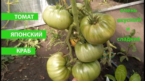 Томат Японский Краб Отзывы Фото – Telegraph