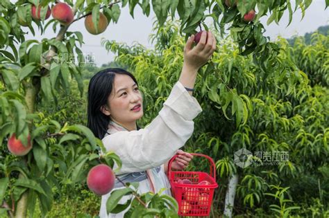 江西新余：桃子喜丰收 硕果满枝头 视觉江西 大江网首页