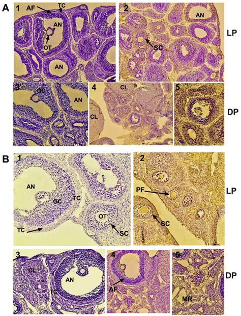 Immunohistochemical Staining Of Asmt In Ovaries From Intact A And