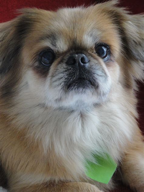 These lazy dog breeds are perfect if you want a couch potato partner