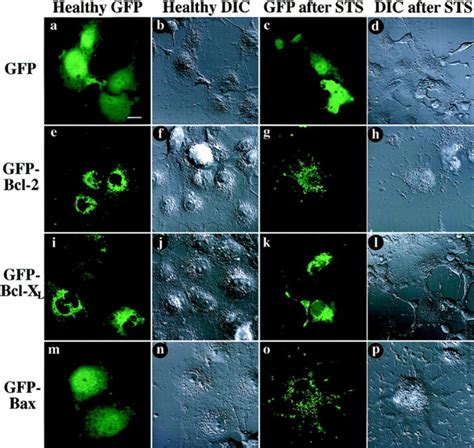 Distribution of GFP-fusion proteins expressed in living Cos-7 cells ...