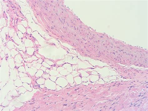 Histology Of Heart Human Tissue Stock Photo Image Of Cuboidal
