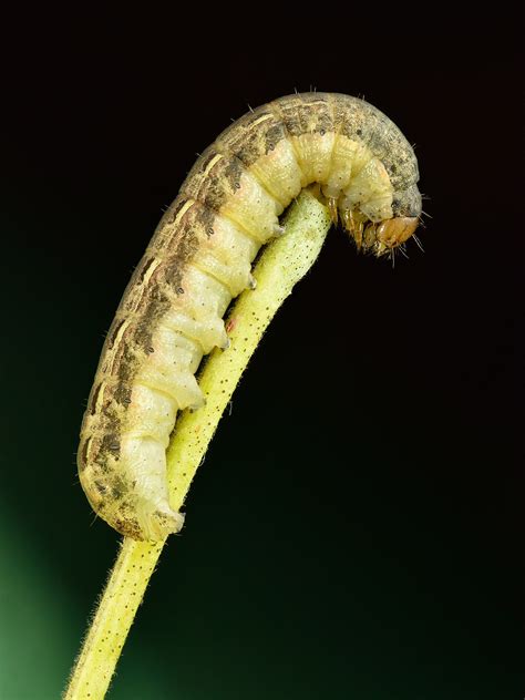 17 Caterpillars Found On Tomatoes How To Get Rid Of Them