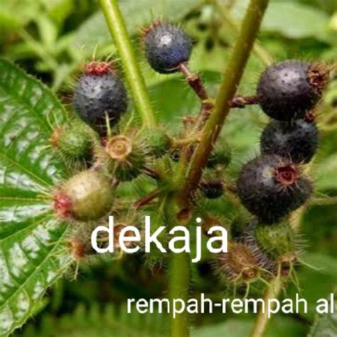 Jual BUAH HARENDONG BULU CIDEMIA HIRTA ATAU SENGGANI BULU OBAT HERBAL