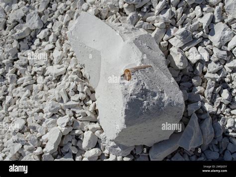 The Remains Of An Ancient Fossil Belemnite Inside In A Piece Of Chalk