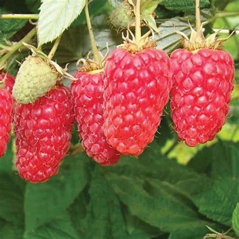 Малина Лячка