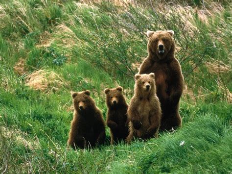 Ours et oursons wallpaper fond d écran photo