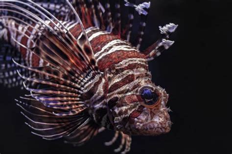 30 Spectacular Lionfish Facts That Will Surely Stun You