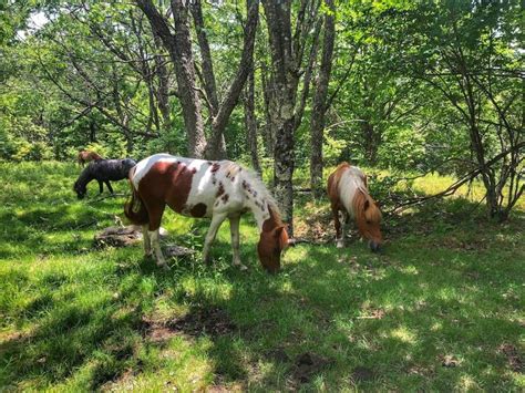 Hiking And Camping At Grayson Highlands State Park In Virginia