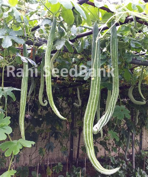 Snake Gourd White King Chinese Cucumber Potlakaaya Pudalankaai