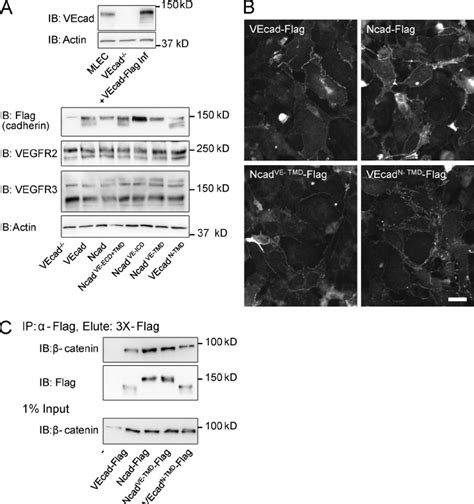 Figure S Expression And Localization Of Cadherins A Mlec And