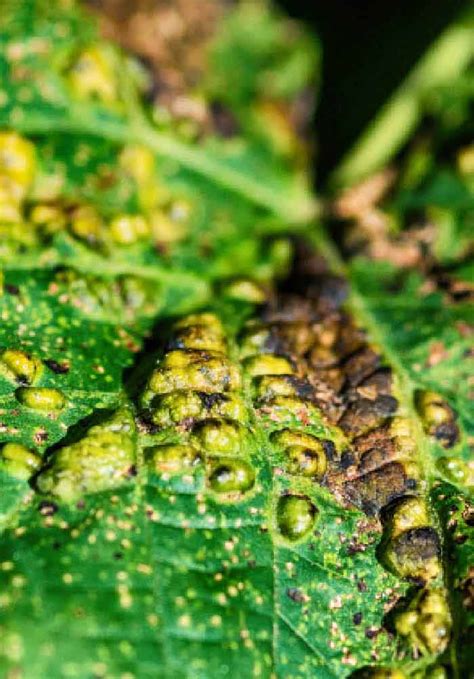 Fungicides
