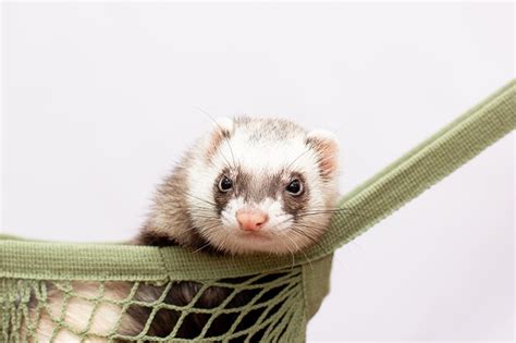How Much Do Ferrets Cost in 2025? Updated Price Guide | Hepper