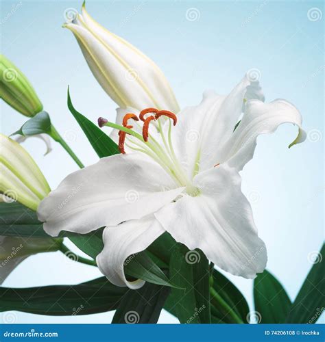 Lily Flower On A Blue Background Stock Photo Image Of Decor Plant