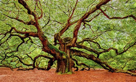 Angel Oak Photograph by Jack Zievis - Fine Art America