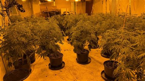 Telford £600k Cannabis Farm Found Following Police Raid Bbc News