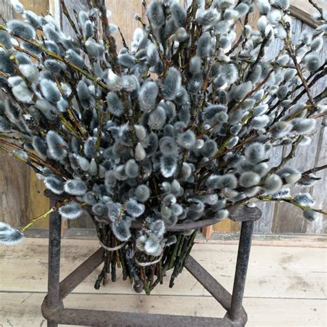 Pussy Willow Wreath Etsy