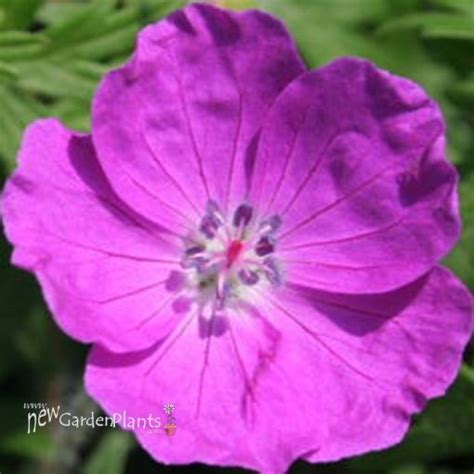 geranium  hampshire purple hardy geranium  garden plants