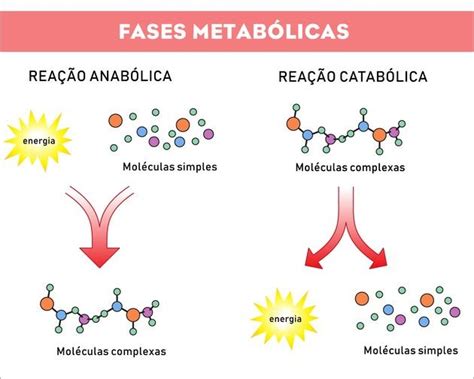 Anabolismo E Catabolismo São Processos Celulares Antagônicos - Anabolismo e Catabolismo: Veja a diferença entre esses processos ...