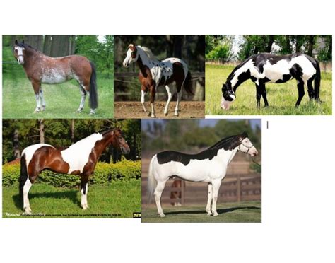 Paint Horse Color Patterns Quiz