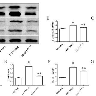 Senp Knockdown Inhibits Nlrp Activation In Raw Cells A The