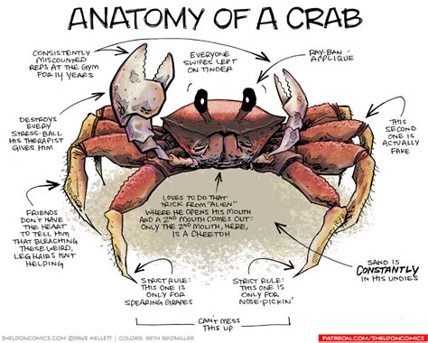 Parts of a crab useful crab anatomy with pictures – Artofit