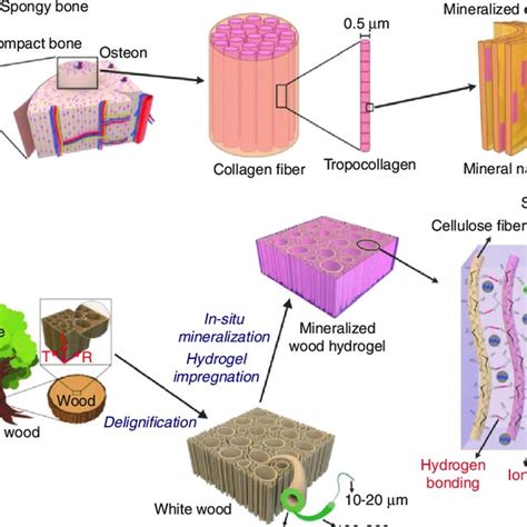 Biomimetic Strategy For Preparing Highly Anisotropic Ultrastrong And