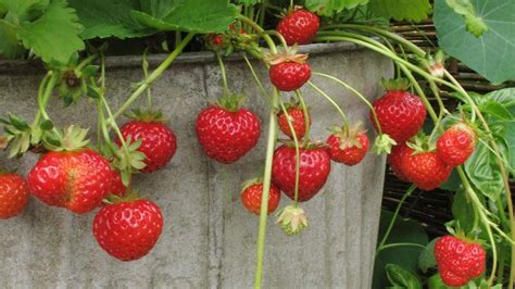 Easy Tips For Growing Strawberries In Pots Hort Zone