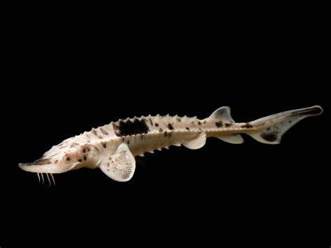 Download Sturgeon A Living Fossil Wallpaper | Wallpapers.com