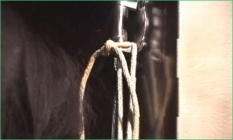 Forumophilia PORN FORUM Causing Sweet Pain Of Interesting Items BDSM