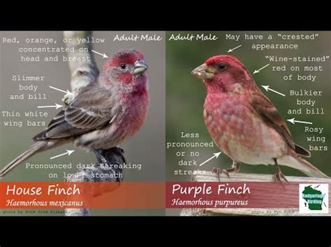 Do House Finches change color in winter?
