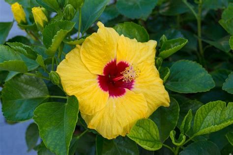 Top 8 Hawaiian Flowers and Their Meanings | Florgeous