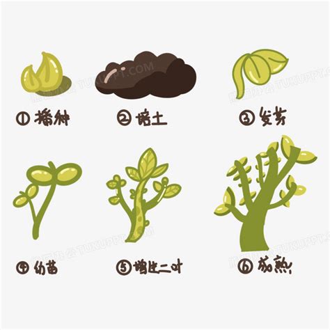 卡通植物生长过程png图片素材下载素材png熊猫办公