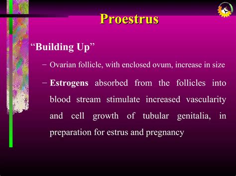 Presentation On Estrous Cycle Ppt