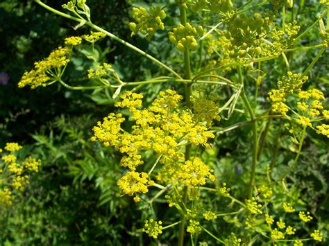 Wild Parsnip Nova Scotia Wilds