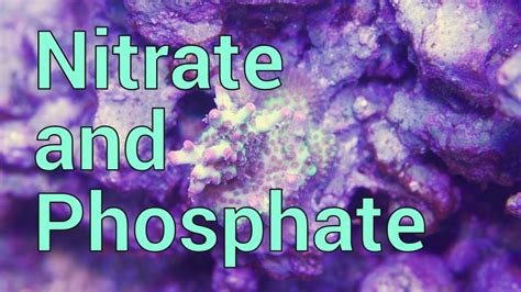 Nitrate And Phosphate In Your Reef Tank Youtube