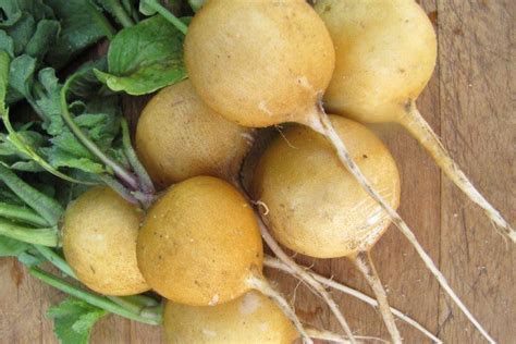 Редис Злато