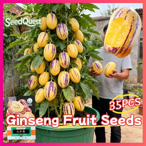 pcs sweet pepino melon ginseng fruit seeds  planting fruit plants