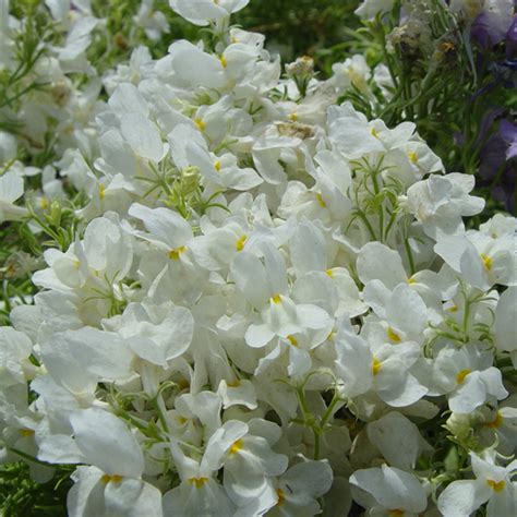 Landscape Flower Toad Flax Seedslinaria Vulgaris Seeds For Growing