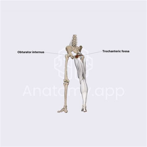 Obturator Internus Muscle Anatomyapp