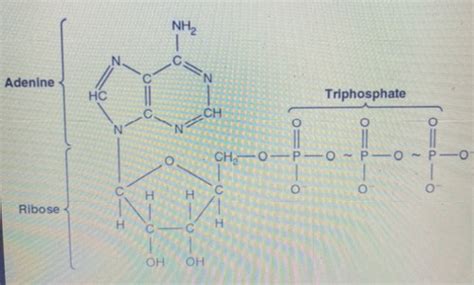 Cellular Metabolism Flashcards | Quizlet