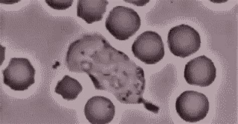 Фагоцитоз | Пикабу