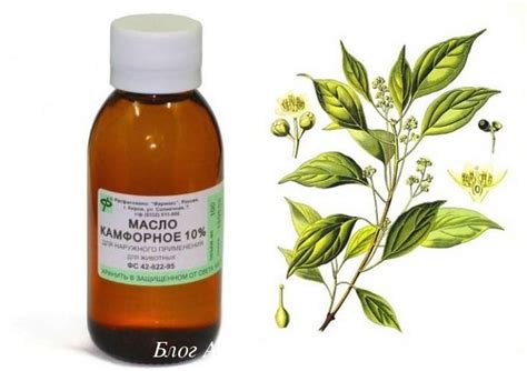 Камфорное масло. ТОП 6 - применение при простуде, отите, боли в мышцах ...
