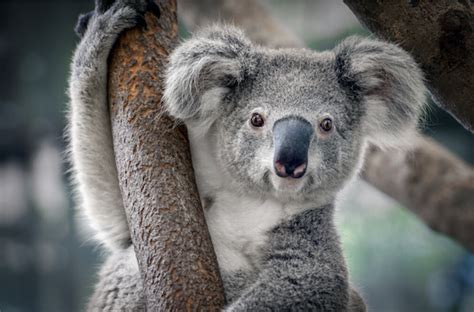 Sab As Qu Los Koalas Pueden Vivir Toda Su Vida Sin